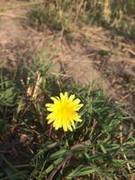 A vivid yellow dandelion Taraxacum officinale blooms in a grassy field photo