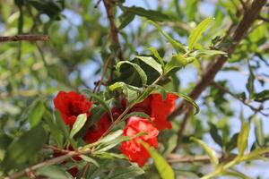 Punica granatum is a pomegranate plant with a developing fruit that has red petals and protruding stamens., photo