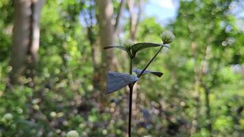 bokeh macro shot of Small plant with white flowers in lush forest suitable for naturethemed designs. Perfect for websites, social media, blogs, and presentations. video