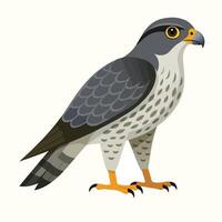 Grey and Brown Peregrine Falcon Bird Illustration Side Profile View bird of prey vector