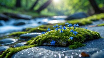 Tiny Blue Flowers Bloom on Mossy Rock by Stream in Forest photo