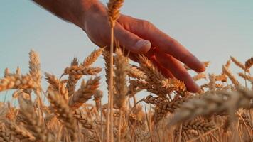 A hand reaches out to caress ripe wheat stalks in a golden field during sunset. The warm light illuminates the grains, creating a serene and tranquil atmosphere in nature. video