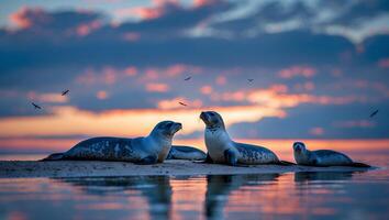 Seals Resting on Sandy Shoreline at Sunset with Water Reflection photo