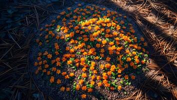 Patch of Orange Flowers Growing in Forest Floor with Pine Needles photo