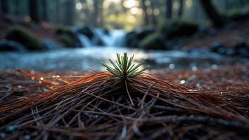 Small Pine Seedling Growing Near Waterfall on Forest Floor photo