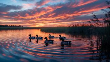 Ducks Swim on Still Lake During Colorful Sunset Sky Reflection photo