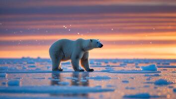 Polar Bear Walking on Ice with Dramatic Sunset Sky Reflection photo