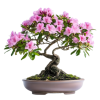 Pink Azalea Bonsai in a Pot, Isolated on Transparent png