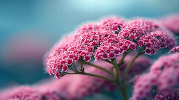 Blooming petals in outdoor sunlight scene photo
