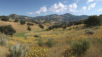 Clear sunny sky-above photorealistic summer meadow photo