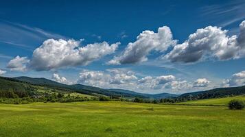 Summer meadow photography basking in clear sunny sky photo