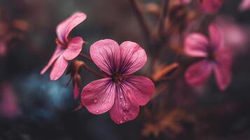 Fresh petals captured in macro style photo