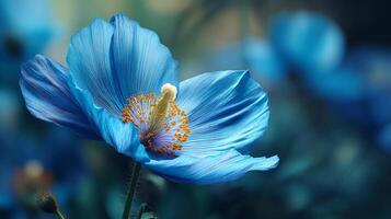 Macro flower photography in outdoor light photo