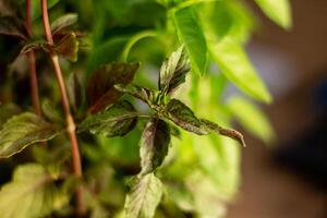 Basil grows in the house near the window photo