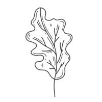 Oak Leaf outline illustration. Hand drawn doodle style autumn leaf. Isolated Editable stroke element vector
