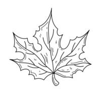 Maple Leaf outline illustration. Hand drawn autumn leaf in doodle style. Simple editable stroke design element isolated on white background vector