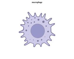 An illustration of a cell with the word macrophage vector