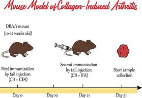 Mouse model of collagen-induced arthritis timeline vector