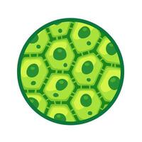 Detailed illustration of green plant cells, showcasing cellular structure in a circular design vector