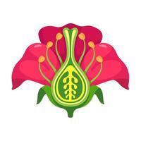 Reproduction in Plants , Illustrated Guide to Flower Structure, Fertilization, and Seed Development vector