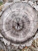 Old stump, dried tree, wood texture. Circular tree stump with concentric growth rings showing age photo