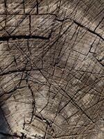 Old wood texture on stump. Cuts on tree trunk photo
