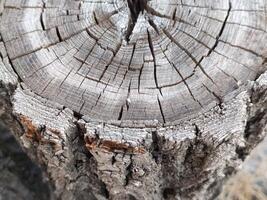 Old stump. Dried tree. Wood texture. Circular tree stump with concentric growth rings showing age photo