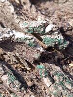 Mossy Texture of oak bark from the Quercus or oak tree as a background. Wooden tree texture. photo