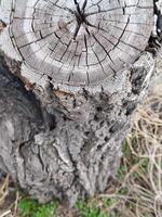 Old stump. Dried tree. Wood texture. Circular tree stump with concentric growth rings photo