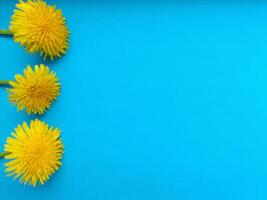 Blue background with dandelions. Background image photo