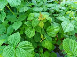 Raspberry bush in spring without berries photo