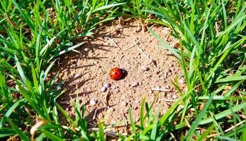Red Ladybug on Earthy Ground with Grass photo