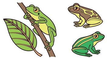 Cartoon illustrations of three colorful tree frogs with varying patterns isolated on a white background vector