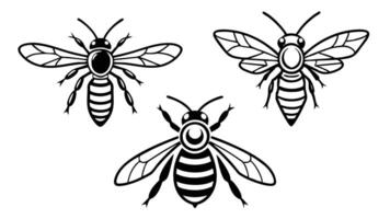 illustration of three detailed black and white honeybees in various flight positions vector