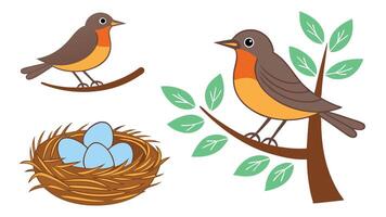 Adorable cartoon robins resting on branches with nest and blue eggs perfect for springtime designs vector