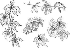 Hand drawn Virginia creeper leaves and vines sketch vector