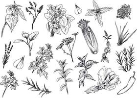 Big set of culinary herbs and spices vector