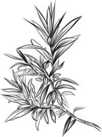 Hand drawn oleander branch with leaves sketch vector