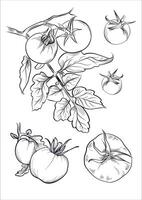 Tomato sketch with leaves and slices vector