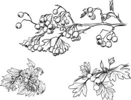 Hand drawn hawthorn and viburnum berry branches sketch vector