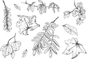 Dry autumn leaves assorted set vector
