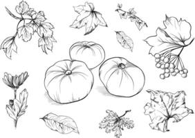 Pumpkins with viburnum and leaves fall set vector