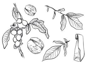 Hand drawn walnut branches fruits and leaves sketch vector