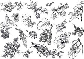 Big set of berry branches vector