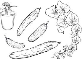 Hand drawn cucumber vegetables with vine sketch vector