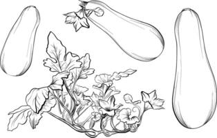 Hand drawn zucchini vegetables and flowering vine sketch vector