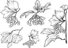 Viburnum branches and berries big set vector