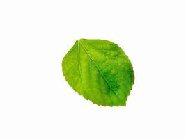 a single bright green leaf against a plain white background. The leaf has an oval shape with a slightly pointed tip and finely serrated edges stock photo