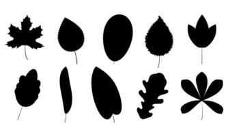 Set of black silhouettes of autumn leaves on a white background. vector