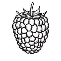 Hand drawn black and white detailed raspberry illustration silhouette graphic design element vector